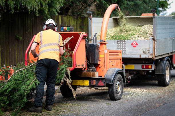 Best Utility Line Clearance  in USA